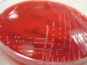 Laboratoře Mikrochem a.s.